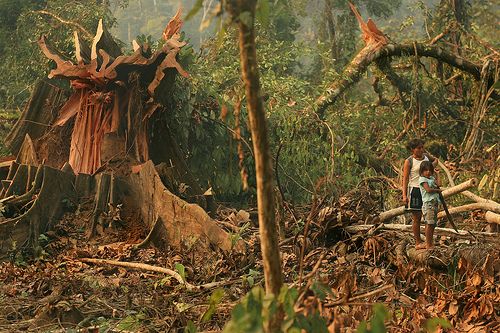 Deforestacion